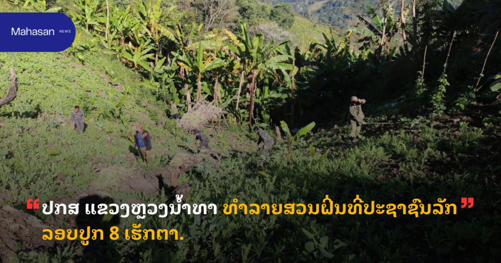 ປກສ ແຂວງຫຼວງນ້ຳທາ ທຳລາຍສວນຝິ່ນທີ່ປະຊາຊົນລັກລອບປູກ 8 ເຮັກຕາ.