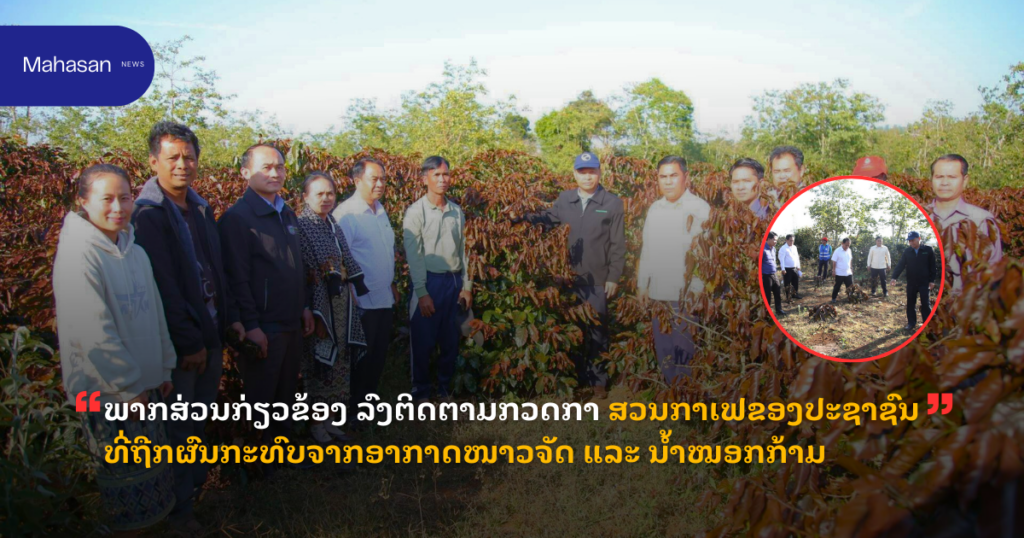 ພາກສ່ວນກ່ຽວຂ້ອງ ລົງຕິດຕາມກວດກາ ສວນກາເຟຂອງປະຊາຊົນ ທີ່ຖືກຜົນກະທົບຈາກອາກາດໜາວຈັດ ແລະ ນໍ້າໝອກກ້າມ