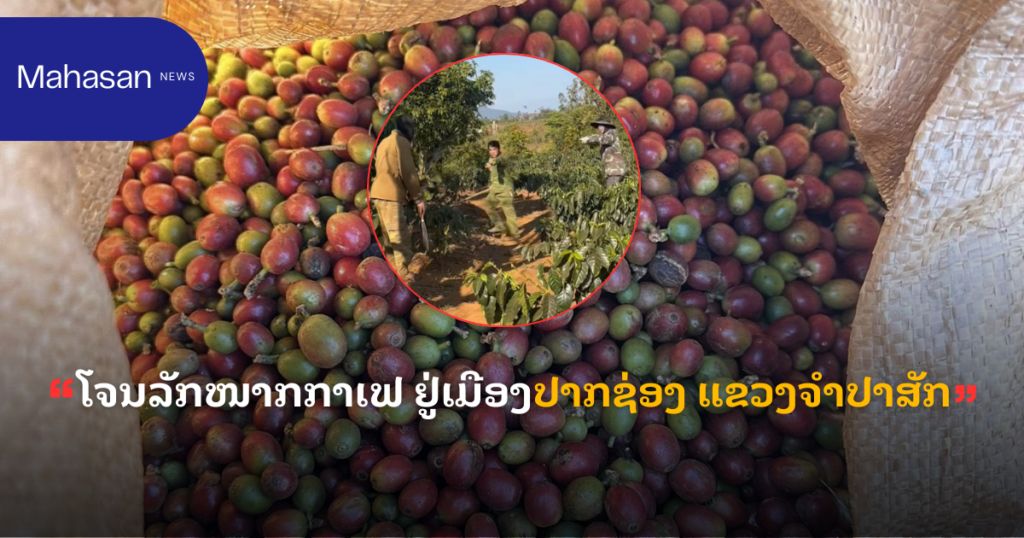 ໂຈນລັກໜາກກາເຟ ຢູ່ເມືອງປາກຊ່ອງ ແຂວງຈຳປາສັກ