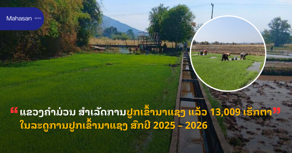 ແຂວງຄໍາມ່ວນ ສໍາເລັດການປູກເຂົ້ານາແຊງ ແລ້ວ 13,009 ເຮັກຕາໃນລະດູການປູກເຂົ້ານາແຊງ ສົກປີ 2025 – 2026