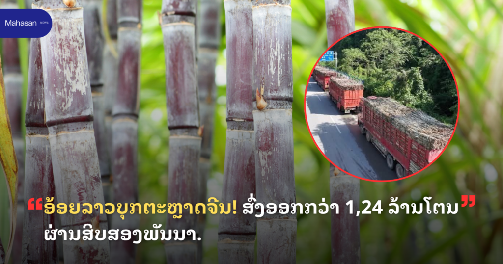 ອ້ອຍລາວບຸກຕະຫຼາດຈີນ! ສົ່ງອອກກວ່າ 1,24 ລ້ານໂຕນ ຜ່ານສິບສອງພັນນາ.