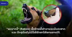 ພະຍາດວໍ້ (Rabies) ເຊື້ອຮ້າຍທີ່ທຳລາຍລະບົບປະສາດ ແລະ ປັດຈຸບັນຍັງບໍ່ມີວິທີຮັກສາໃຫ້ຫາຍຂາດໄດ້.