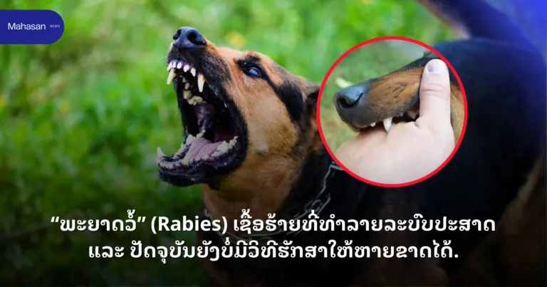 ພະຍາດວໍ້ (Rabies) ເຊື້ອຮ້າຍທີ່ທຳລາຍລະບົບປະສາດ ແລະ ປັດຈຸບັນຍັງບໍ່ມີວິທີຮັກສາໃຫ້ຫາຍຂາດໄດ້.
