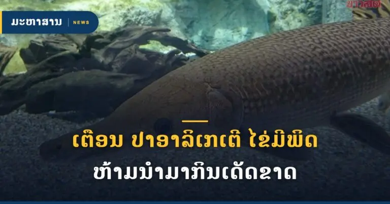 ເຕືອນ ປາອາລິເກເຕີ ໄຂ່ມີພິດ ຫ້າມນຳມາກິນເດັດຂາດ
