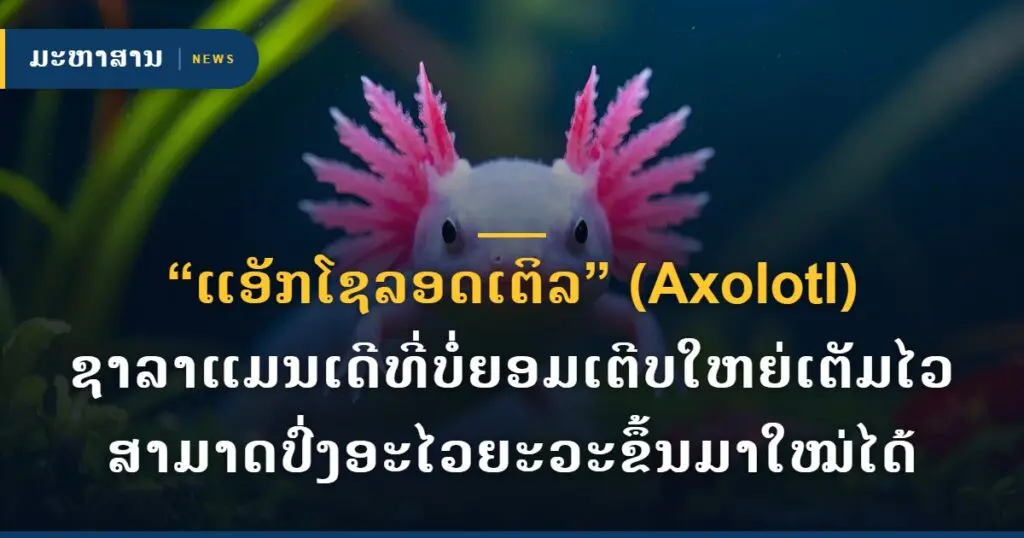 “ແອັກໂຊລອດເຕິລ” (Axolotl) ຊາລາແມນເດີທີ່ບໍ່ຍອມເຕີບໃຫຍ່ເຕັມໄວ ສາມາດປົ່ງອະໄວຍະວະຂຶ້ນມາໃໝ່ໄດ້