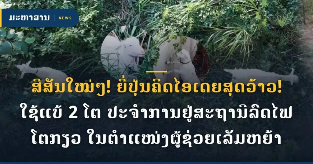 ສີສັນໃໝ່ໆ! ຍີ່ປຸ່ນຄິດໄອເດຍສຸດວ້າວ! ໃຊ້ແບ້ 2 ໂຕ ປະຈຳການຢູ່ສະຖານີລົດໄຟໂຕກຽວ ໃນຕຳແໜ່ງຜູ້ຊ່ວຍເລັມຫຍ້າ